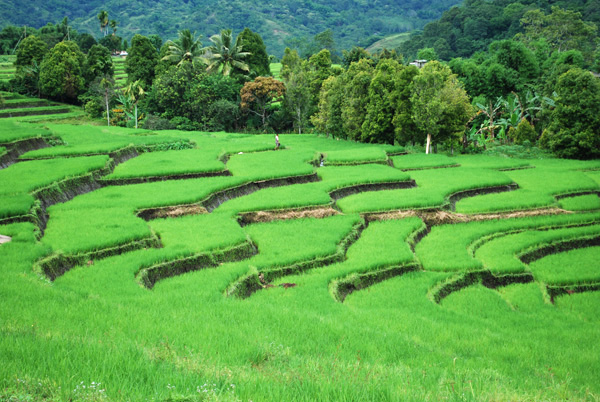 Reisfelder auf dem Weg von Moni nach Ende - Insel Flores - Indonesien